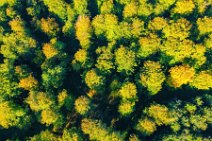 AERIAL ART - Autumn forest near thumby - Germany 04 AERIAL ART - Autumn forest near thumby - Germany 04.jpg