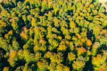 AERIAL ART - Autumn forest near thumby - Germany 05 AERIAL ART - Autumn forest near thumby - Germany 05.jpg