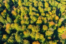 AERIAL ART - Autumn forest near thumby - Germany 06 AERIAL ART - Autumn forest near thumby - Germany 06.jpg