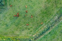 AERIAL ART - cows on a meadow - Sieseby - Germany 01 AERIAL ART - cows on a meadow - Sieseby - Germany