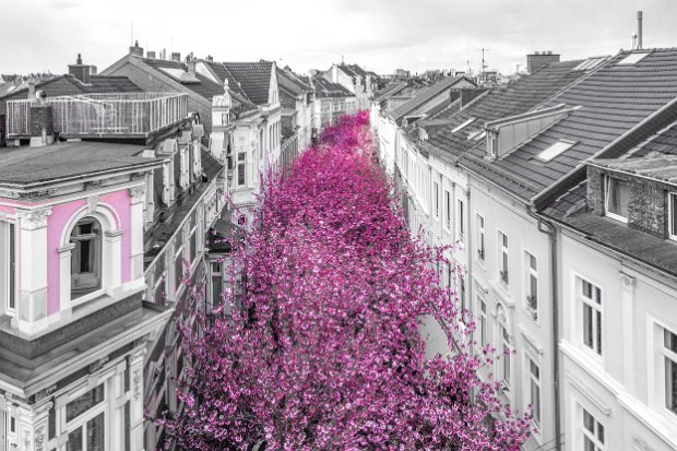 01_1_2B COLORSPOT CHERRY BLOSSOM BONN 2021
