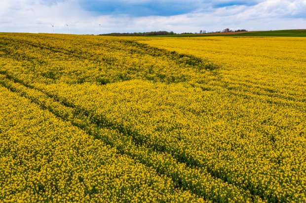 01_1_3 RAPESEED FiELD