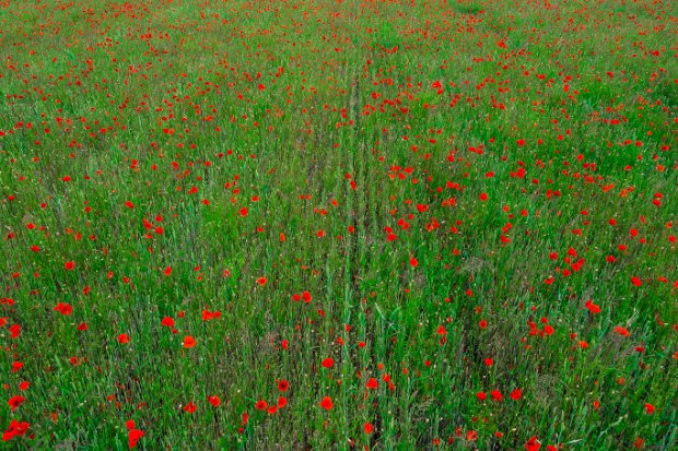 02_1_2 POPPY FIElD