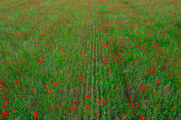 02_1_2 POPPY FIElD