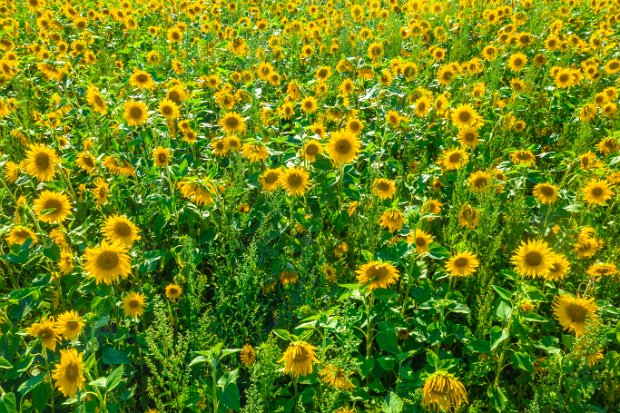 02_1_3 SUNFLOWER FIELD