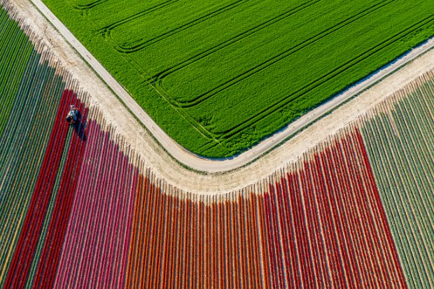 06_1 LOWER RHINE AREA - TULIP FIELD 2020