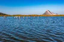 AERIAL ART - Flamingos in a pond near Porto Taverna Beach - Sardinia - Italy AERIAL ART - Flamingos in a pond near Porto Taverna Beach - Sardinia - Italy.jpg