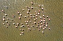 AERIAL ART - flock of Flamingos - Pond of San Teodoro - Sardinia - Italy 04 AERIAL ART - flock of Flamingos - Pond of San Teodoro - Sardinia - Italy 04.jpg