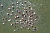 AERIAL ART - flock of Flamingos - Pond of San Teodoro - Sardinia - Italy 05 AERIAL ART - flock of Flamingos - Pond of San Teodoro - Sardinia - Italy 05.jpg
