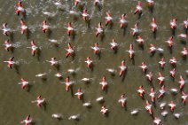 AERIAL ART - flock of Flamingos - Pond of San Teodoro - Sardinia - Italy 08 AERIAL ART - flock of Flamingos - Pond of San Teodoro - Sardinia - Italy 08.jpg