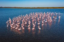 AERIAL ART - flock of Flamingos - Pond of San Teodoro - Sardinia - Italy 56 AERIAL ART - flock of Flamingos - Pond of San Teodoro - Sardinia - Italy 56.jpg