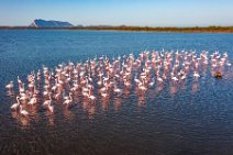 AERIAL ART - flock of Flamingos - Pond of San Teodoro - Sardinia - Italy 57 AERIAL ART - flock of Flamingos - Pond of San Teodoro - Sardinia - Italy 57.jpg