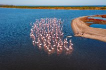 AERIAL ART - flocks of Flamingos resting in the Pond of San Teodoro - Sardinia - Italy 14 AERIAL ART - flocks of Flamingos resting in the Pond of San Teodoro - Sardinia - Italy 14.jpg