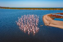 AERIAL ART - flocks of Flamingos resting in the Pond of San Teodoro - Sardinia - Italy 15 AERIAL ART - flocks of Flamingos resting in the Pond of San Teodoro - Sardinia - Italy 15.jpg
