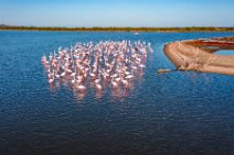AERIAL ART - flocks of Flamingos resting in the Pond of San Teodoro - Sardinia - Italy 16 AERIAL ART - flocks of Flamingos resting in the Pond of San Teodoro - Sardinia - Italy 16.jpg