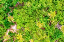 AERIAL ART - Green vegetation on North Captiva - Florida - USA 01 AERIAL ART - Green vegetation on North Captiva - Florida - USA 01.jpg