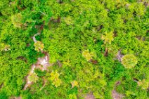 AERIAL ART - Green vegetation on North Captiva - Florida - USA 02 AERIAL ART - Green vegetation on North Captiva - Florida - USA 02.jpg