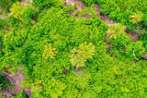 AERIAL ART - Green vegetation on North Captiva - Florida - USA 03 AERIAL ART - Green vegetation on North Captiva - Florida - USA 03.jpg