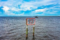 AERIAL ART - Pelican starting from a slow speed sign - near Picnic Island - Florida - USA 1 AERIAL ART - Pelican starting from a slow speed sign - near Picnic Island - Florida - USA 1.jpg