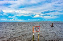 AERIAL ART - Pelican starting from a slow speed sign - near Picnic Island - Florida - USA 2 AERIAL ART - Pelican starting from a slow speed sign - near Picnic Island - Florida - USA 2.jpg