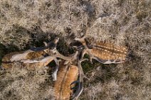 AERIAL ART - group of fallow deer in a grain field - Germany 09 AERIAL ART - group of fallow deer in a grain field - Germany