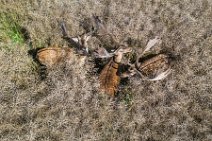 AERIAL ART - group of fallow deer in a grain field - Germany 11 AERIAL ART - group of fallow deer in a grain field - Germany