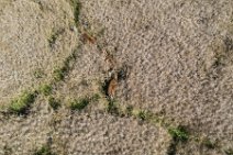 AERIAL ART - group of fallow deer in a grain field - Germany 14 AERIAL ART - group of fallow deer in a grain field - Germany