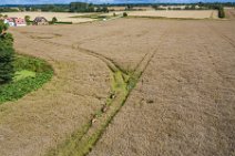 AERIAL ART - group of fallow deer in a grain field - Germany 16 AERIAL ART - group of fallow deer in a grain field - Germany