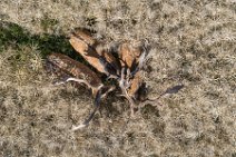 AERIAL ART - group of fallow deer in a grain field - Germany 19 AERIAL ART - group of fallow deer in a grain field - Germany