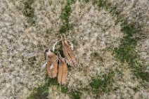 AERIAL ART - group of fallow deer in a grain field - Germany 22 AERIAL ART - group of fallow deer in a grain field - Germany