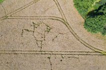 AERIAL ART - group of fallow deer in a grain field - Germany 27 AERIAL ART - group of fallow deer in a grain field - Germany