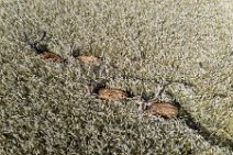 AERIAL ART - group of fallow deer in a grain field - Germany 34 AERIAL ART - group of fallow deer in a grain field - Germany