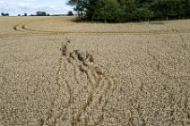 AERIAL ART - large group of fallow deer in a grain field - Germany 11 AERIAL ART - large group of fallow deer in a grain field - Germany