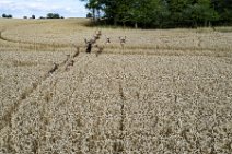 AERIAL ART - large group of fallow deer in a grain field - Germany 12 AERIAL ART - large group of fallow deer in a grain field - Germany