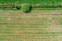 AERIAL ART - field with storks - near Horst - Germany 001 AERIAL ART - field with storks - near Horst - Germany 001.jpg
