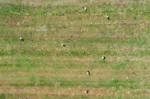 AERIAL ART - field with storks - near Horst - Germany 003 AERIAL ART - field with storks - near Horst - Germany 003.jpg