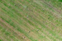 AERIAL ART - field with storks - near Horst - Germany 004 AERIAL ART - field with storks - near Horst - Germany 004.jpg