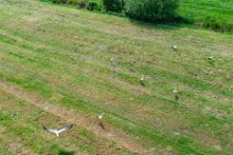 AERIAL ART - field with storks - near Horst - Germany 005 AERIAL ART - field with storks - near Horst - Germany 005.jpg