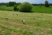 AERIAL ART - field with storks - near Horst - Germany 006 AERIAL ART - field with storks - near Horst - Germany 006.jpg