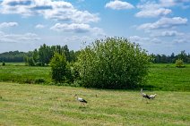 AERIAL ART - field with storks - near Horst - Germany 007 AERIAL ART - field with storks - near Horst - Germany 007.jpg