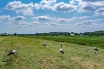 AERIAL ART - field with storks - near Horst - Germany 009 AERIAL ART - field with storks - near Horst - Germany 009.jpg