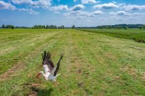 AERIAL ART - field with storks - near Horst - Germany 011 AERIAL ART - field with storks - near Horst - Germany 011.jpg