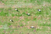 AERIAL ART - field with storks - near Horst - Germany 012 AERIAL ART - field with storks - near Horst - Germany 012.jpg