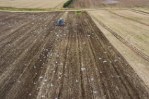 AERIAL ART - seagulls on a field - near Thumby - Germany 02 AERIAL ART - seagulls on a field - near Thumby - Germany