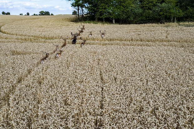 70 FALLOW DEER (DAMWILD)