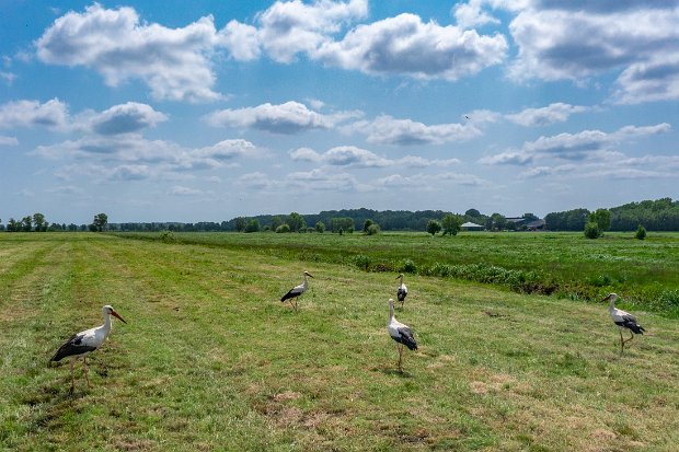 71 STORKS ON A FIELD