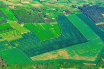 GEO ART - green fields near Eltville - Germany GEO ART - green fields near Eltville - Germany.jpg