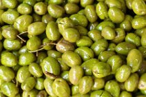 GREEN OLIVES SQUARE