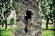 IPA - MYSTERY TREE