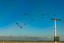 BIRDS OVER CAPETOWN AIRPORT - SOUTH AFRICA BIRDS OVER CAPETOWN AIRPORT - SOUTH AFRICA